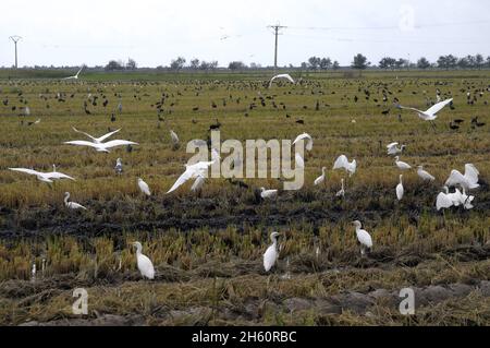 Champ de riz sur l'île de Delt del Ebro Buda, parc naturel d'oiseaux, parc privé, Banque D'Images