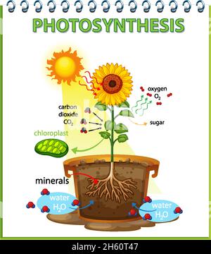 Diagramme montrant le processus de photosynthèse dans l'illustration du tournesol Illustration de Vecteur