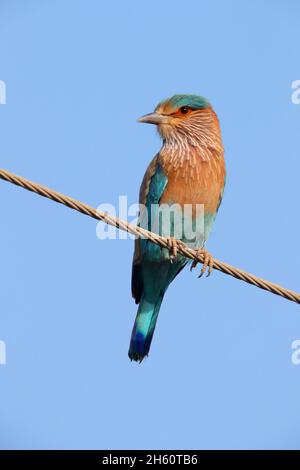 Un rouleau indien adulte (Coracias benghalensis) perché sur des fils de télégraphe en bord de route à Gujarat, en Inde Banque D'Images