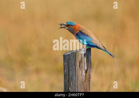 Un rouleau indien adulte (Coracias benghalensis) perché sur un poste dans le parc national de Bandhavgarh, Madhya Pradesh, Inde Banque D'Images