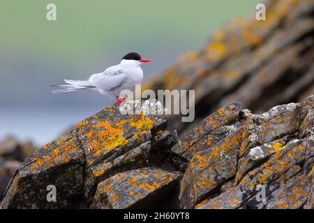 Une sterne arctique adulte (Sterna paradisaea) perchée sur un rocher de l'île de Mousa, Shetland Banque D'Images