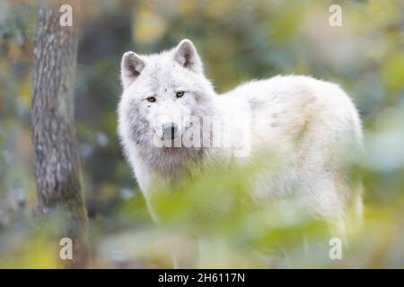 Portrait d'un loup artique dans la forêt Banque D'Images