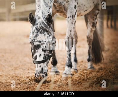 Un beau cheval gris à appliqué paître dans un enclos sur une ferme, en mangeant du foin sec.Industrie agricole.Nourrir le bétail.La vie équestre. Banque D'Images