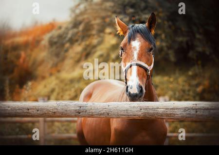 Un joli et beau cheval de sorrel avec un halter sur son museau se dresse dans un enclos avec une clôture en bois sur une ferme le jour de l'automne.Agriculture et livesto Banque D'Images