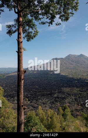 Arbre et vue de calderas et coulées de lave de 1974, Mont Batur, Bangli Regency, Bali, Indonésie,Asie Banque D'Images