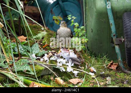 Sparrowhawk s'assit au-dessus d'un pigeon mort, entouré de plumes.Sparrowhawk (Accipiter nisus) manger un pigeon de bois (Columba palumbus). Banque D'Images