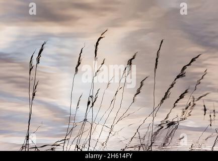 Fond d'eau naturel avec de l'herbe sèche et le ciel réfléchi dans l'eau.Automne, saison d'automne ou concept de détente.Mise au point douce. Banque D'Images