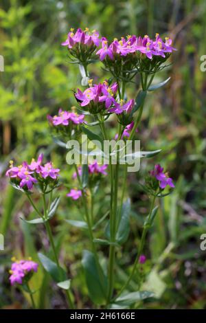 Centaurium erythraea, Centaurie commune, Gentianaceae.Plante sauvage en été. Banque D'Images