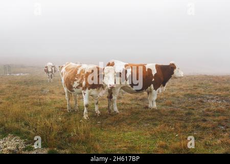 Vaches broutant dans les montagnes.Brume matinale à la ferme en automne.Mise au point sélective Banque D'Images
