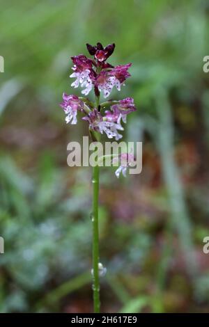 Neotinea ustulata, orchidée à bout brûlé, Orchidaceae.Plante sauvage en été. Banque D'Images