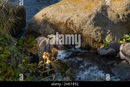 Un ours brun capture des poissons dans une rivière de l'île d'Iturup, dans les îles Kuril, en Russie. Banque D'Images