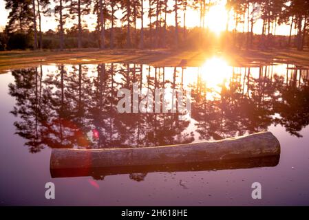 Le soleil se couche dans la forêt avec un arbre coupé flotte dans l'étang avec la forêt réfléchie en arrière-plan.image conceptuelle réchauffement de la planète/ changement climatique Banque D'Images