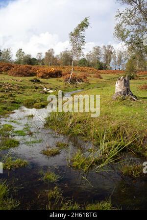 Les travaux de conservation pour former des cours d'eau naturels dans le New Forest Hampshire Royaume-Uni, les prés de la lande et les prairies humides aident la faune et la biodiversité. Banque D'Images