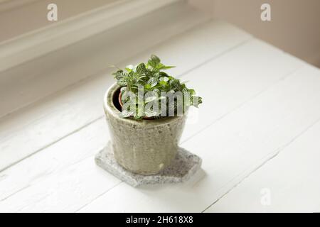 Plante de maison : Fittonia albivenis (plante nerveuse) de dessus pousse dans le pot de fleur sur fond blanc.Petite plante intérieure en croissance sur le rebord de la fenêtre.Ornam Banque D'Images