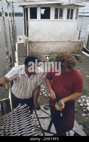 Les oystermen du lac Borgne prétendent que les eaux d'inondation du fleuve Mississippi ont pollué leurs lits d'huîtres.À bord du bateau du capitaine Pete Tesvich, ils recueillent des preuves de leur cas.Oystermen et un groupe d'ingénieurs du corps de l'armée américaine des biologistes examinent les huîtres mortes et malades ca.Juin 1973 Banque D'Images