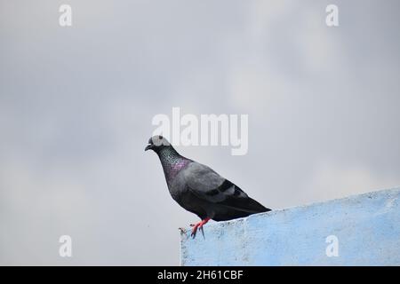 Pigeon sur une corniche Banque D'Images