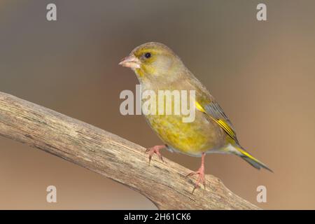 Un mâle adulte Greenfinch (Chloris chloris) en hiver dans un jardin en Grande-Bretagne Banque D'Images