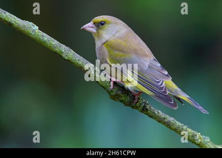 Un mâle adulte Greenfinch (Chloris chloris) en hiver dans un jardin en Grande-Bretagne Banque D'Images