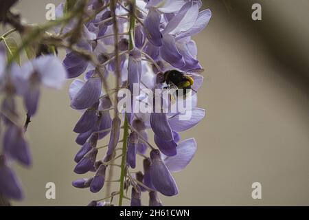 Un bourdon au travail, sur une fleur de wisteria Banque D'Images