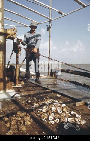 Les oystermen du lac Borgne prétendent que les eaux d'inondation du fleuve Mississippi ont pollué leurs lits d'appoint.Certains des hommes recueillent des preuves à l'appui de l'action en justice. Pour le dépôt.Les hommes tentent d'établir un taux de mortalité.Les huîtres mortes et vivantes sont placées en piles sur le pont.Tous ceux de gauche vivent, mais malades; tous ceux de droite sont morts; la Nouvelle-Orléans ca.Juin 1973 Banque D'Images