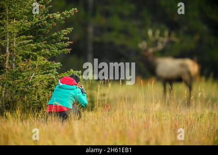 Tourisme avec appareil photo et wapiti de taureau (Cervus elaphus) Bull in Rut, parc national Banff, Alberta, Canada Banque D'Images