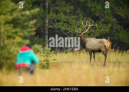 Tourisme avec appareil photo et wapiti de taureau (Cervus elaphus) Bull in Rut, parc national Banff, Alberta, Canada Banque D'Images