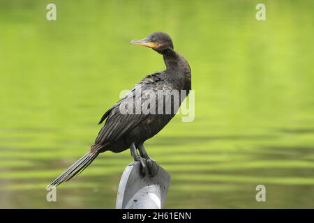 Oiseau cormorant néotrope qui répand ses vents Banque D'Images