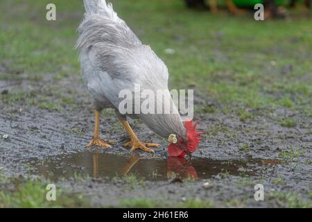 Coq lilas leghorn Banque D'Images