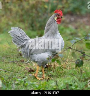 Coq lilas leghorn Banque D'Images