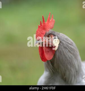 Coq lilas leghorn Banque D'Images