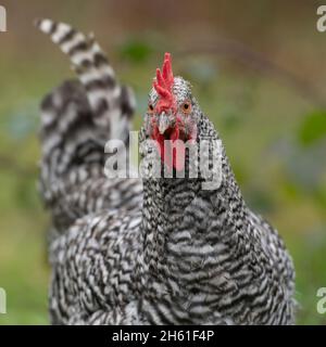 coq cuckoo marans Banque D'Images