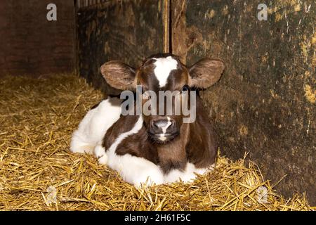 Belle veau, délicate rouge-brun jeune vache est couché dans la paille dans une grange Banque D'Images