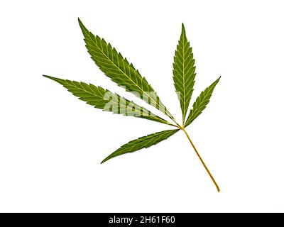 Feuille de Cannabis isolé sur fond blanc Banque D'Images