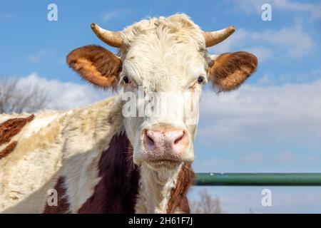 Tête de vache, gros plan d'un cheptel Montbéliarde à cornes, nez rose et ciel bleu Banque D'Images