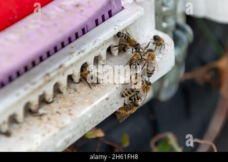 Gros plan des abeilles et des ruches. Banque D'Images