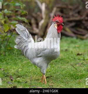 Coq lilas leghorn Banque D'Images