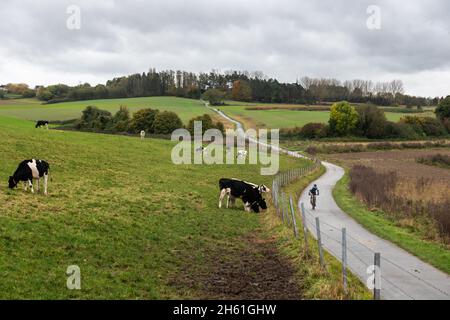 Duisburg, Brabant flamand - Belgique 10 31 2021: Homme conduisant un vélo sur une route de boue vallonnée à travers les prairies avec bétail en pâturage Banque D'Images