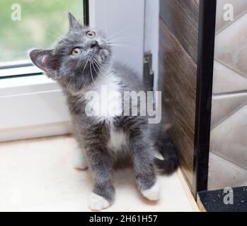 chaton gris bicolore écossais près de la fenêtre, chaton dans la cuisine, chaton d'animal de compagnie, chats d'animal de compagnie à thème et chatons Banque D'Images