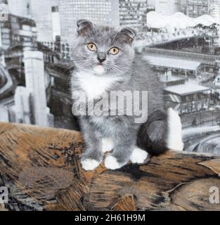 Chaton écossais bicolore bleu sur une chaise, chaton d'animal de compagnie, chats d'animal de compagnie à thème et chatons Banque D'Images