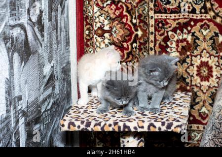 trois beaux chatons sur un poteau de grattage, sur un fond de tapis, le thème des chats domestiques et des chatons Banque D'Images