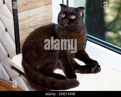 beau chat écossais brun près de la fenêtre dans la cuisine, chaton d'animal de compagnie, chats d'animal de compagnie et thème de chatons Banque D'Images