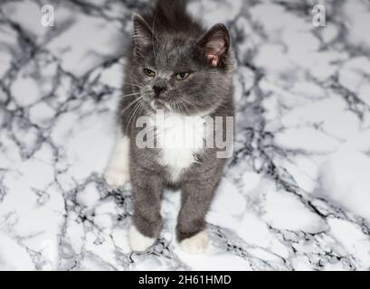 Chaton écossais bicolore sur une table en marbre, chaton dans la cuisine, chaton d'animal de compagnie, chats d'animal de compagnie à thème et chatons Banque D'Images