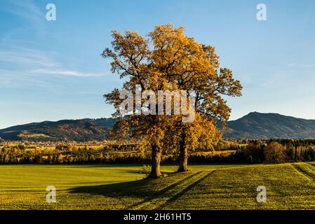 Deux vieux chênes solitaires avec des feuilles d'automne orange devant le panorama des pré-Alpes bavaroises sous le soleil de la soirée, la Bavière, l'Allemagne Banque D'Images