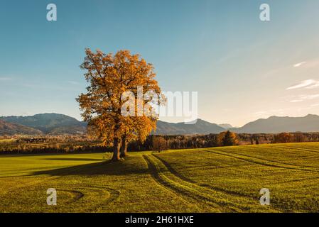 Deux vieux chênes solitaires avec des feuilles d'automne orange devant le panorama des pré-Alpes bavaroises sous le soleil de la soirée, la Bavière, l'Allemagne Banque D'Images