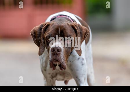 Gros plan d'un grand chien Boxer. Banque D'Images