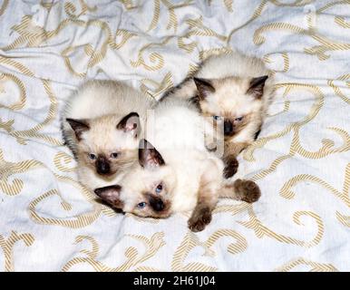 Trois Siamois - chatons thaïlandais couché sur le lit, un chaton d'animal de compagnie, un thème de chats domestiques et chatons Banque D'Images