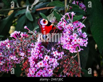 Papillon paon sur un buddleia blossom Banque D'Images