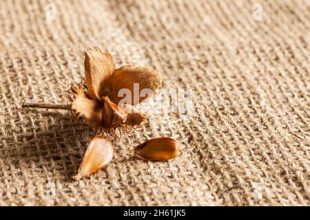 Gros plan à angle bas d'un fruit à Beechnut ouvert avec trois graines sur une surface de burlap à F/16. Banque D'Images