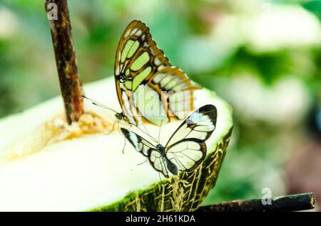 Papillon en verre ou miroir, transparent) (Greta Oto), lépidopteron Banque D'Images