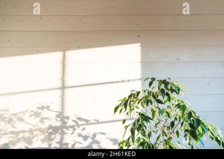 Ficus benjamina - photo de fond avec la plante et son ombre sur le mur blanc en bois Banque D'Images